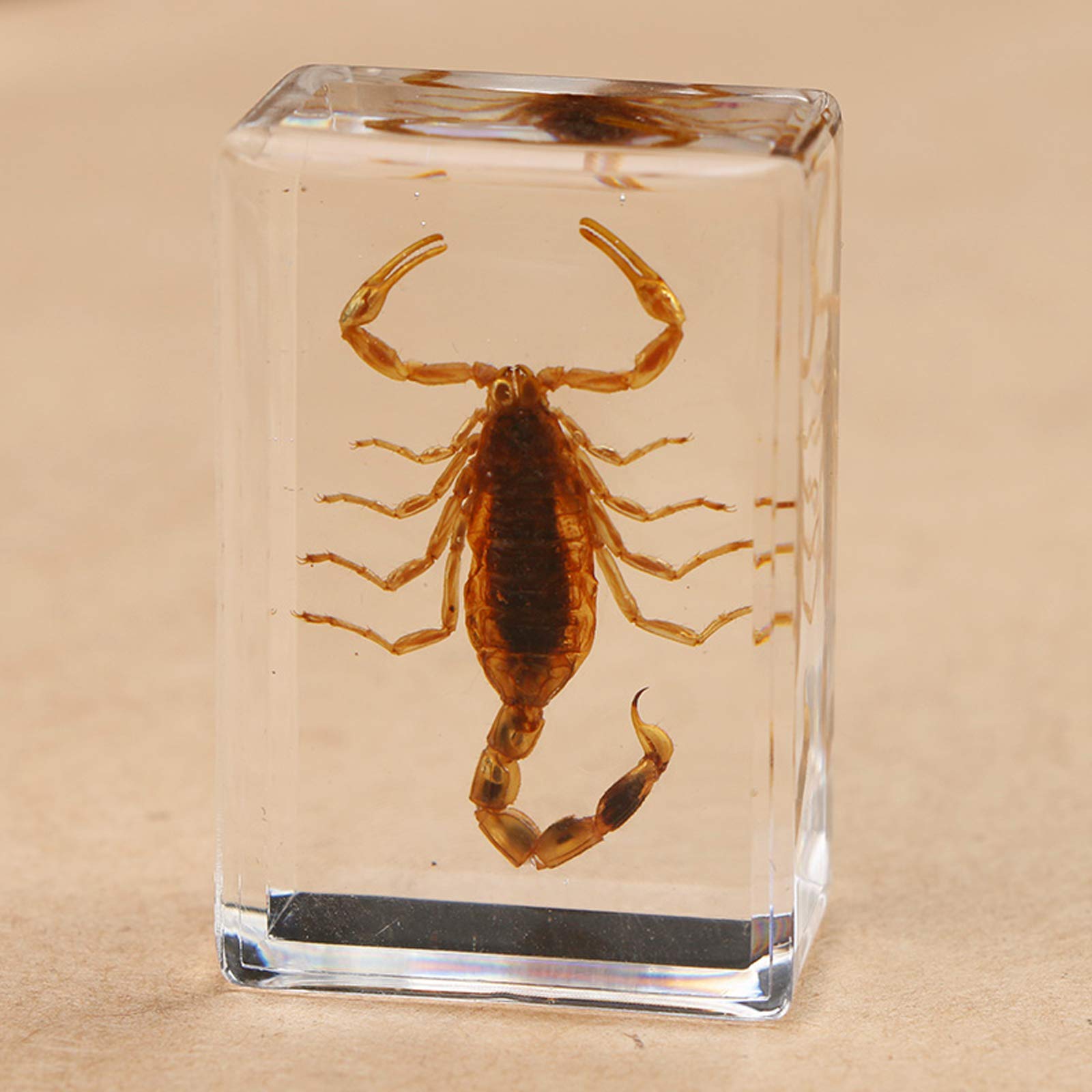 Amazon.co.jp: 生物標本、動物標本、手作り品、理科教育標本、理科教室